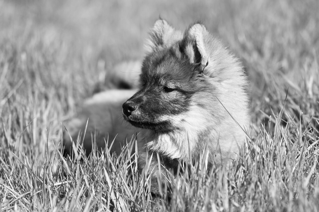 ペット介護士の資格をオンラインで取得する方法は？