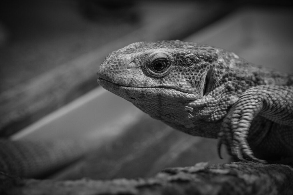 メンタルコーチ資格をオンラインで取得する方法は？