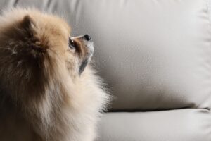 OSCPの受験料はどのくらいかかるの？