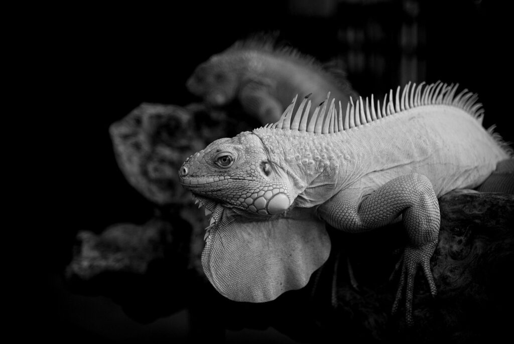 OSCP試験を受ける日本の人数はどれくらい？