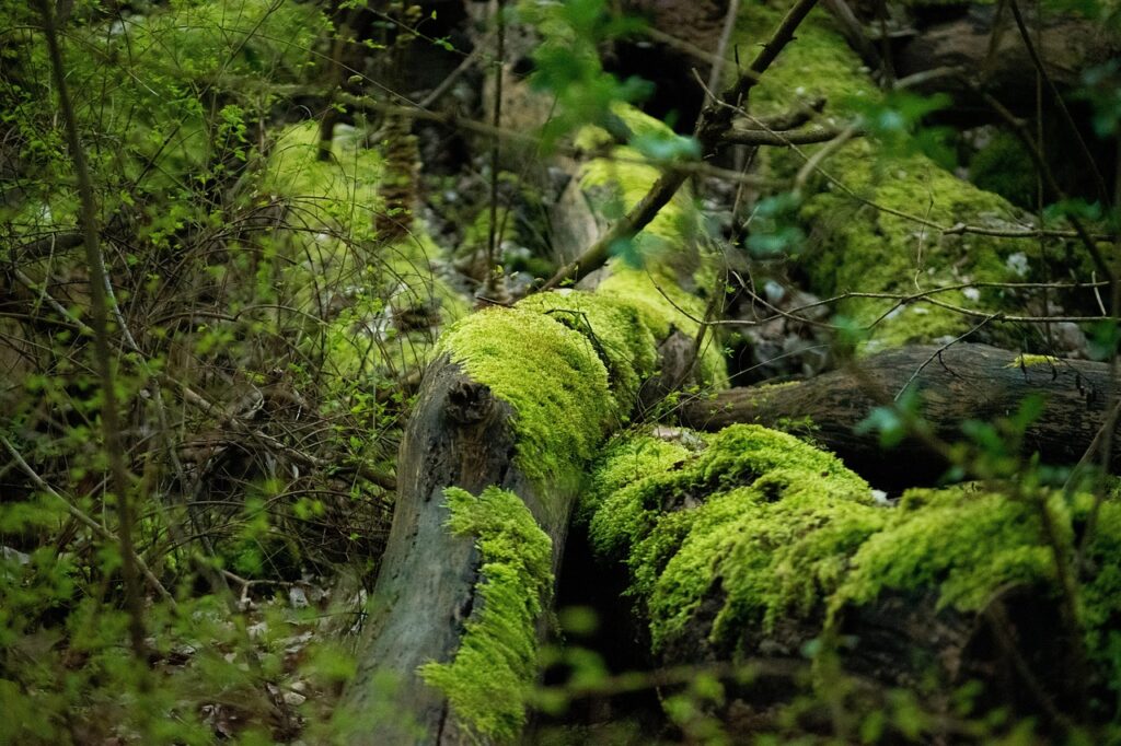 mosスペシャリストになるための効果的な勉強方法は？