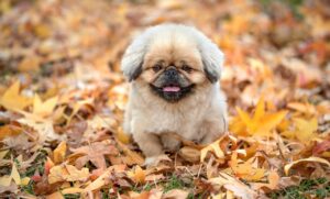 rpaアソシエイトの資格取得に向けた勉強法は？