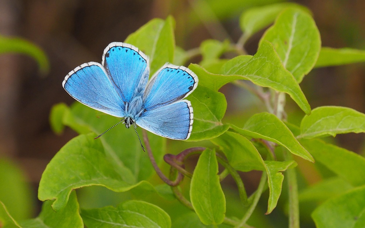 Azure Fundamentals試験対策におすすめの勉強法は？