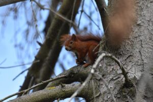 Agileリーダーの資格を比較する際のポイントは？