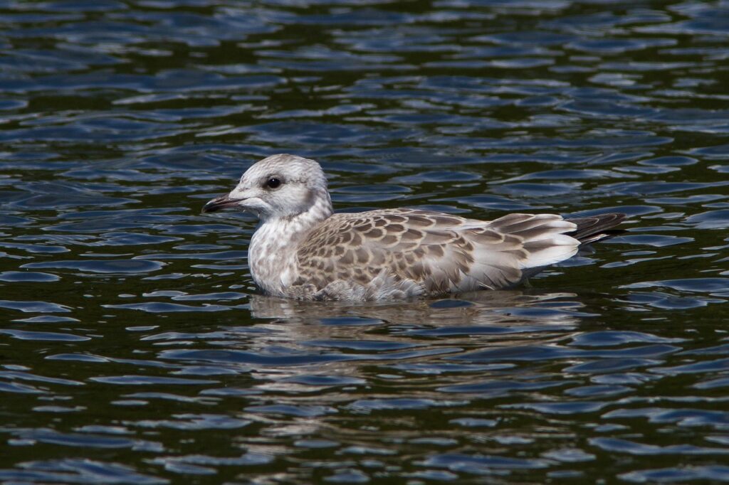 UIデザインの資格がキャリアに役立つ理由とは？