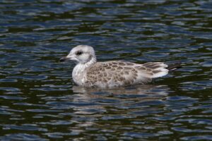 UIデザインの資格がキャリアに役立つ理由とは？